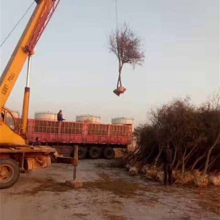 大规格柽柳装车