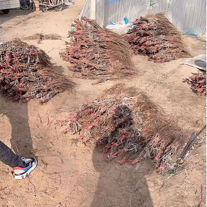 葡萄苗