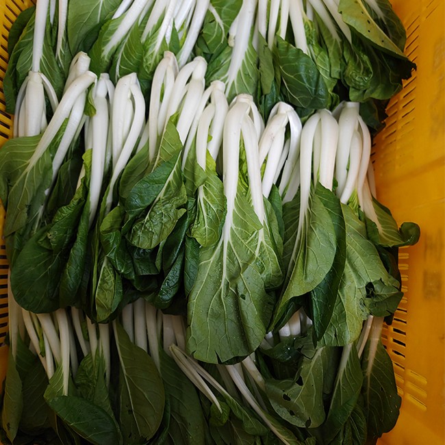 小白菜 新鲜蔬菜配送