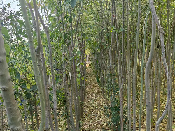 丝棉木小苗供应