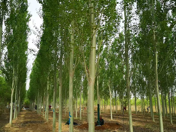 毛白杨基地批发