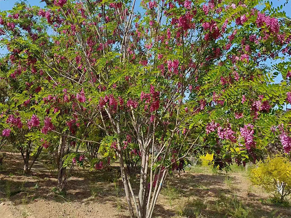 香花槐基地现挖现发