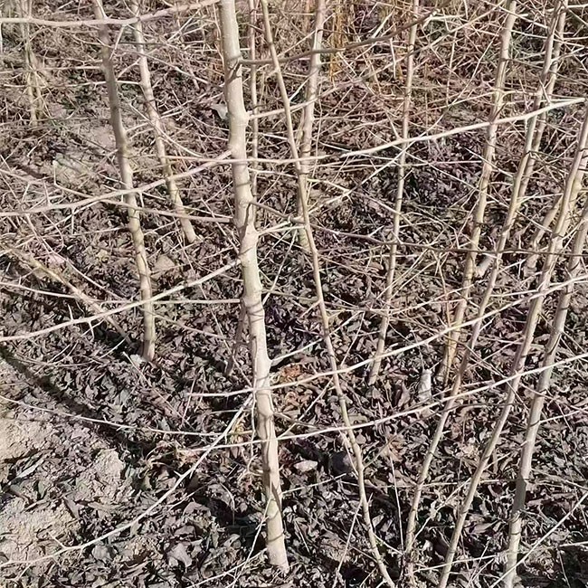 杜梨小苗 基地直供 大量发货图1