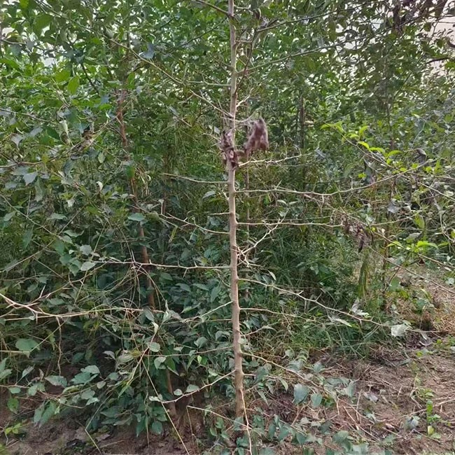 杜梨苗 规格多样 带土发货