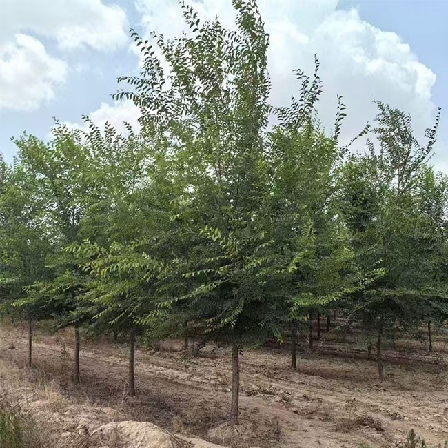 白榆树 基地直发 根系发达